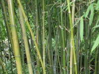 Bamboo
