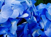 blue floral
