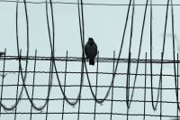 Pájaro en los metales
