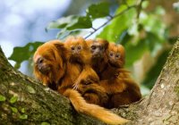 macacos