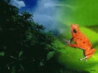 Grenouille