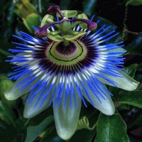Flor de la pasion
