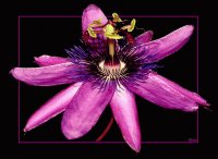 Flor de la pasion 2
