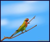 Loro