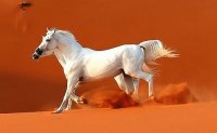 caballos 21