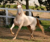 caballos 24