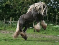 caballos 25