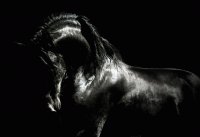 caballos 28