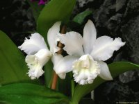 plantas y flores