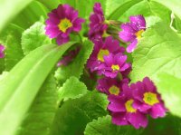 plantas y flores