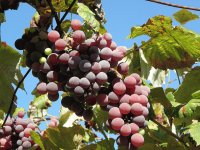 Uvas