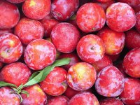Ciruelas
