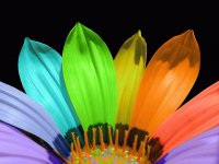 plantas y flores