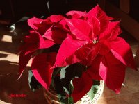 plantas y flores