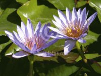 plantas y flores