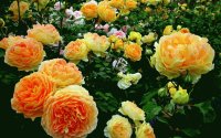 plantas y flores