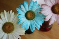 Fleurs
