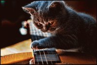 GUITARRA