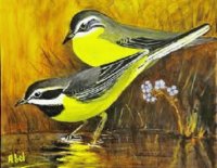 oiseaux