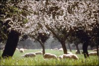 almendro