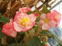 flor