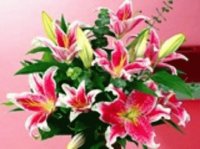 Lilies