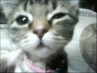 suri 2