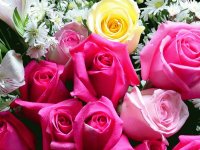 FLORES