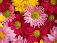 FLORES
