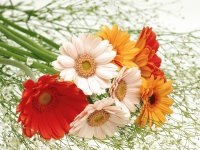 GERBERAS
