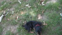 darla
