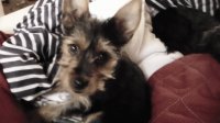 darla rose