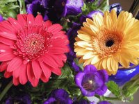 GERBERAS