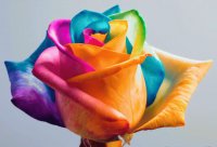 multicolored rose