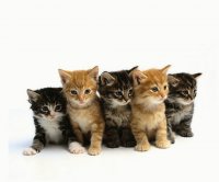 kitties