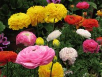 FLORES