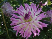 Dahlias