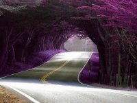 camino