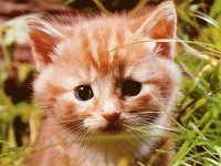 hermoso gatito