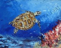 tortue