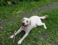 Labrador