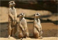 tres suricatos