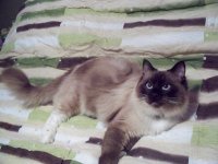 calypso