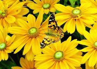 daisies