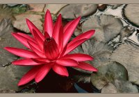 Flor De Loto