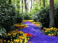 Primavera