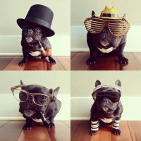 bulldogs