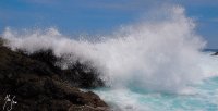 Olas