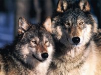 LOBOS