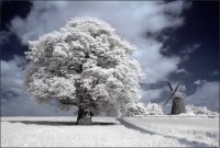 arbol blanco